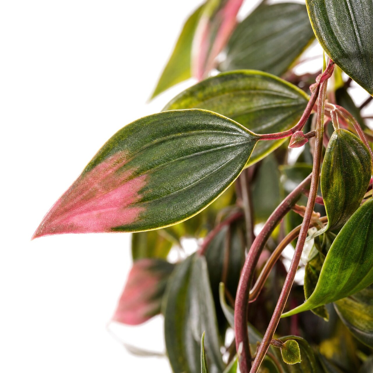 Kunsthangplant groen-rood 72 cm – UV-bestendig