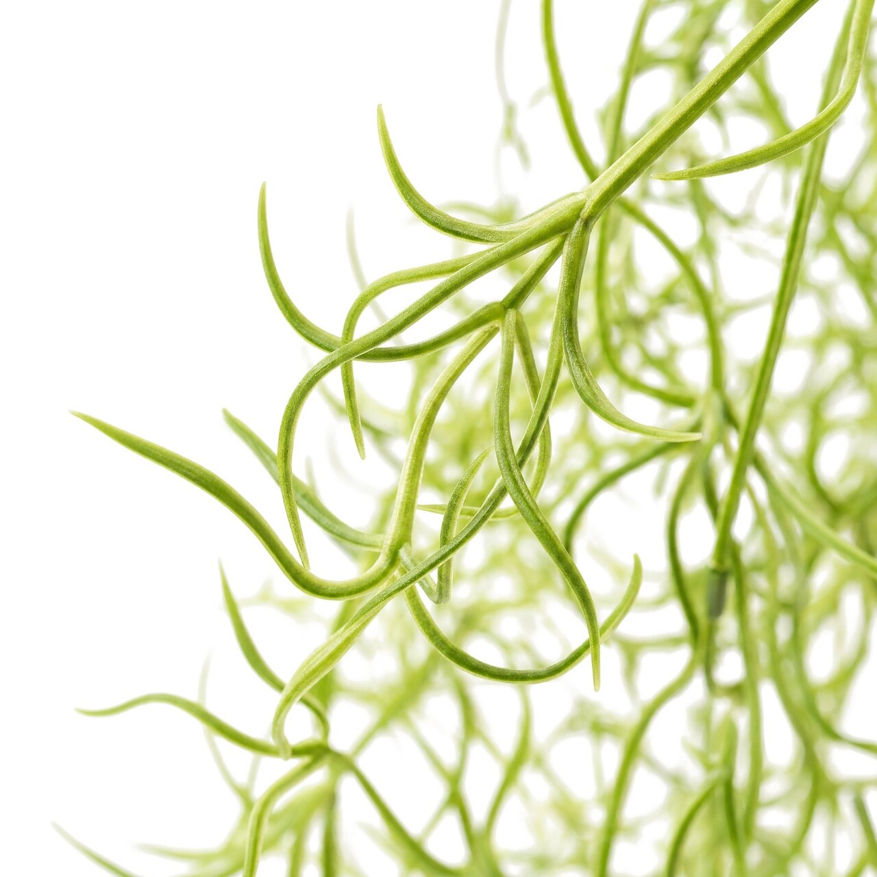 Tillandsia kunsthangplant fijn 75 cm – brandvertragend