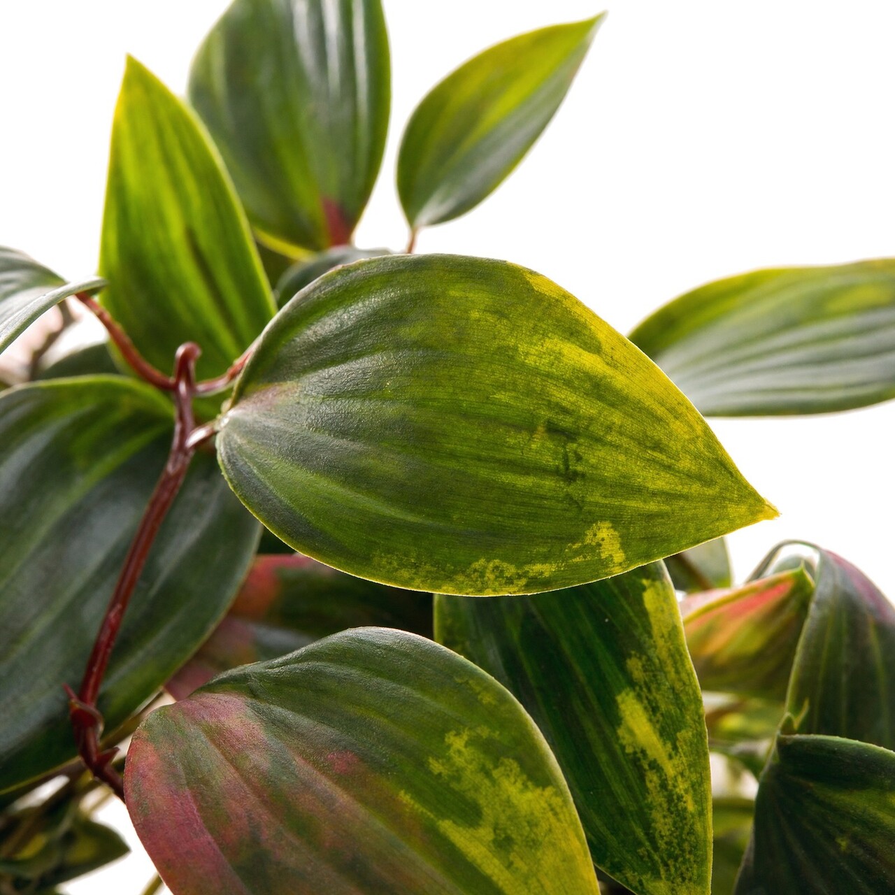 Kunsthangplant groen-rood 37 cm – UV-bestendig