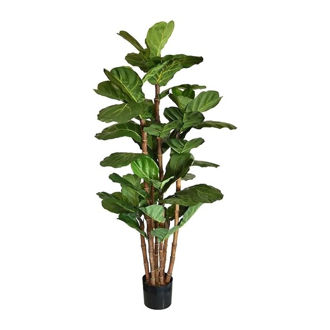 Coolplant Kunst Lyrata Deluxe 165 cm