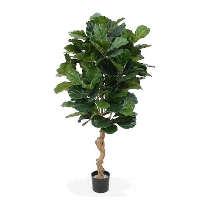 Coolplant Kunst Lyrata Deluxe 155 cm