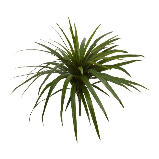 Coolplant Dracaena Marginata Kunstboeket 50 cm