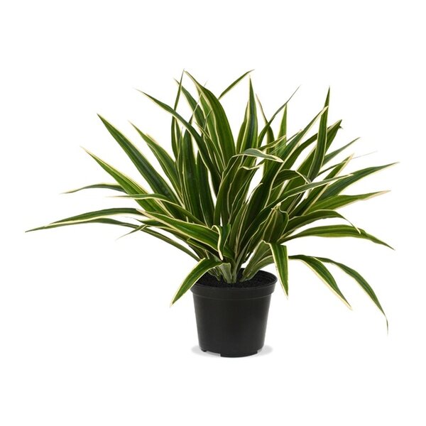 Coolplant Kunst Chlorophytum 30 cm in 10 cm pot