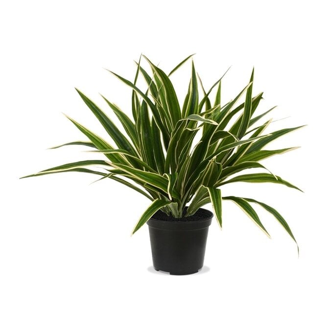 Coolplant Kunst Chlorophytum 30 cm in 10 cm pot