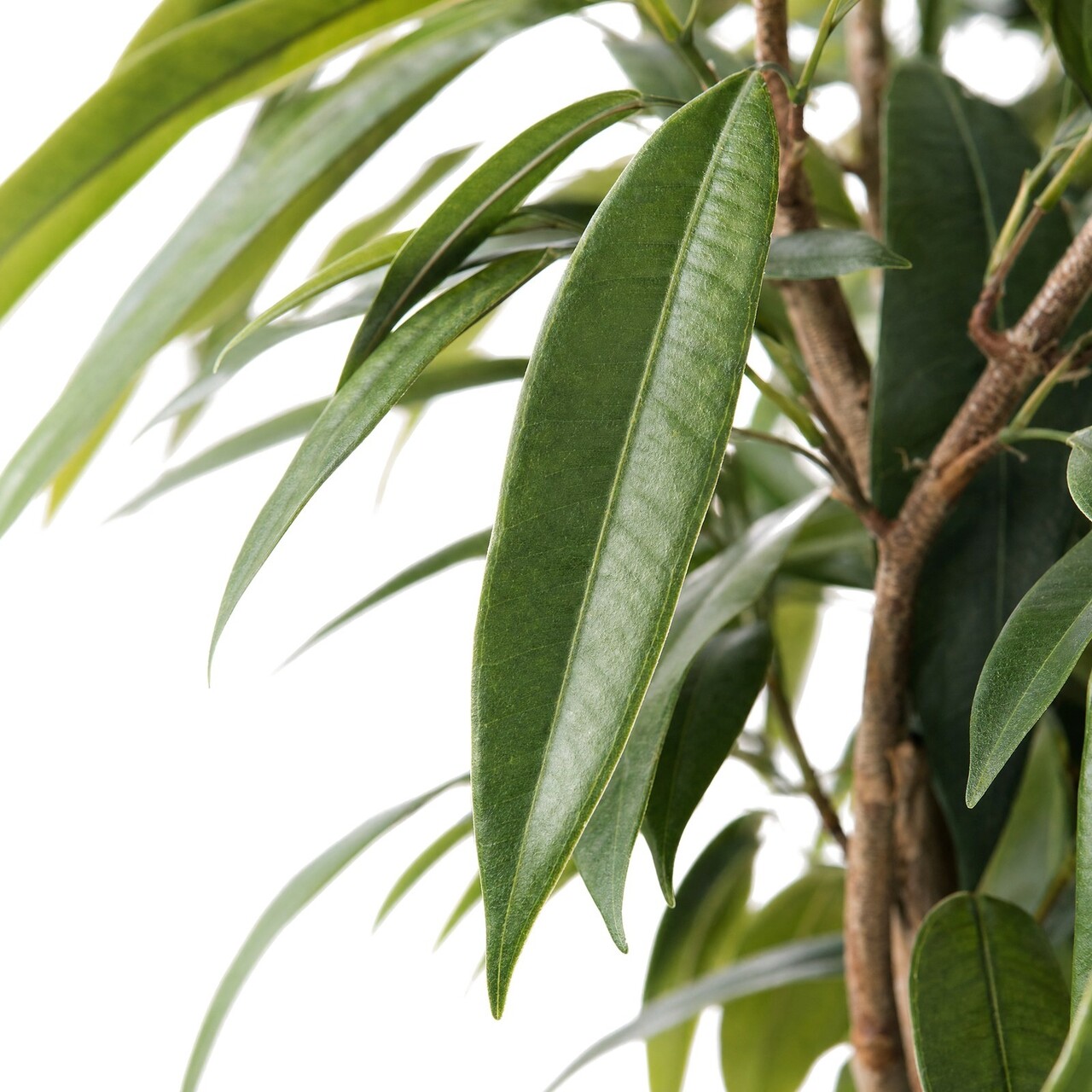 Longifolia bol kunstboom deluxe 180 cm