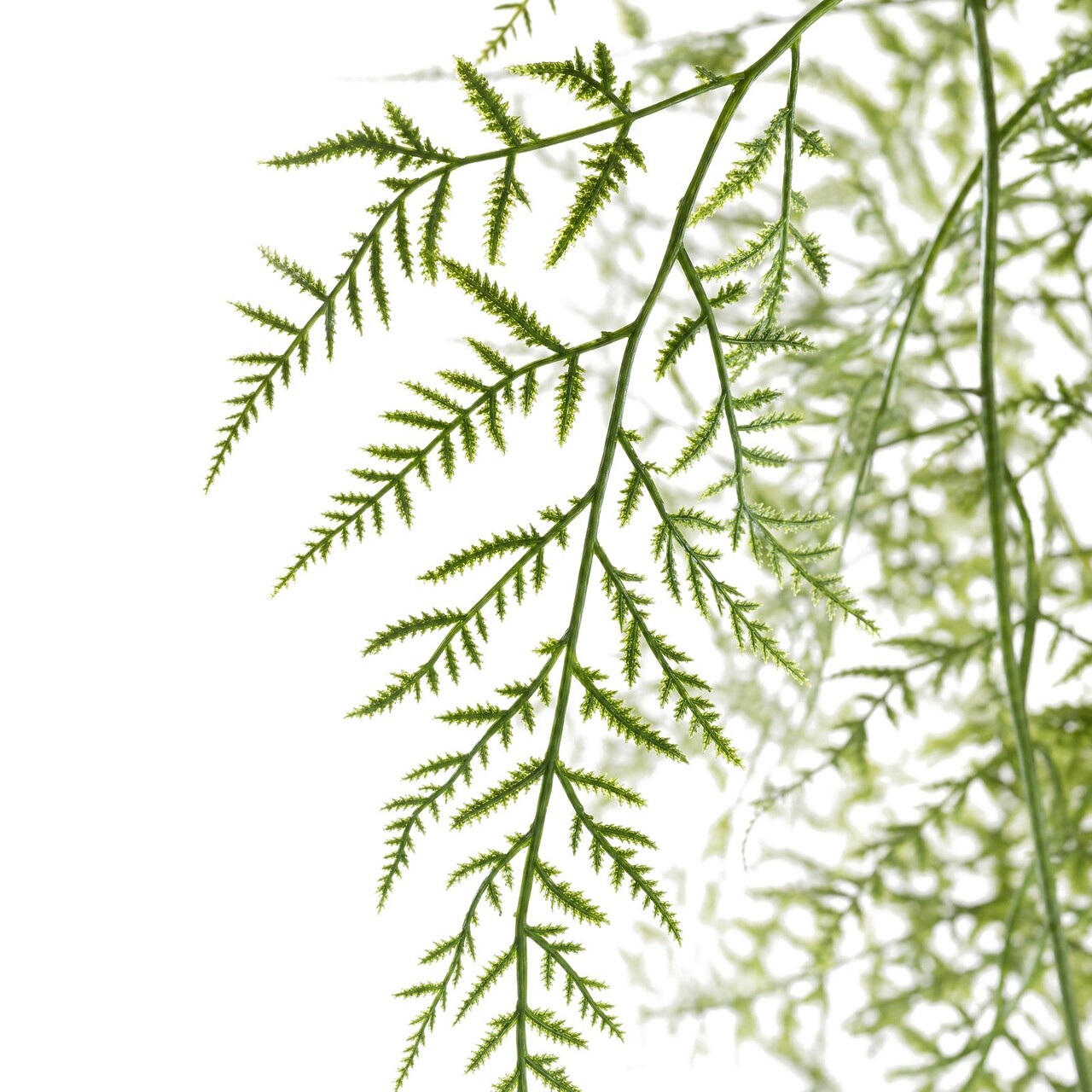 Asparagus kunsthangplant 60 cm