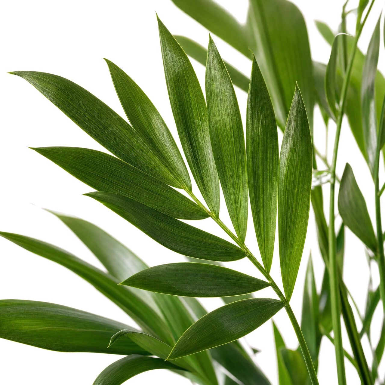 Parlour kunstpalm deluxe 90 cm