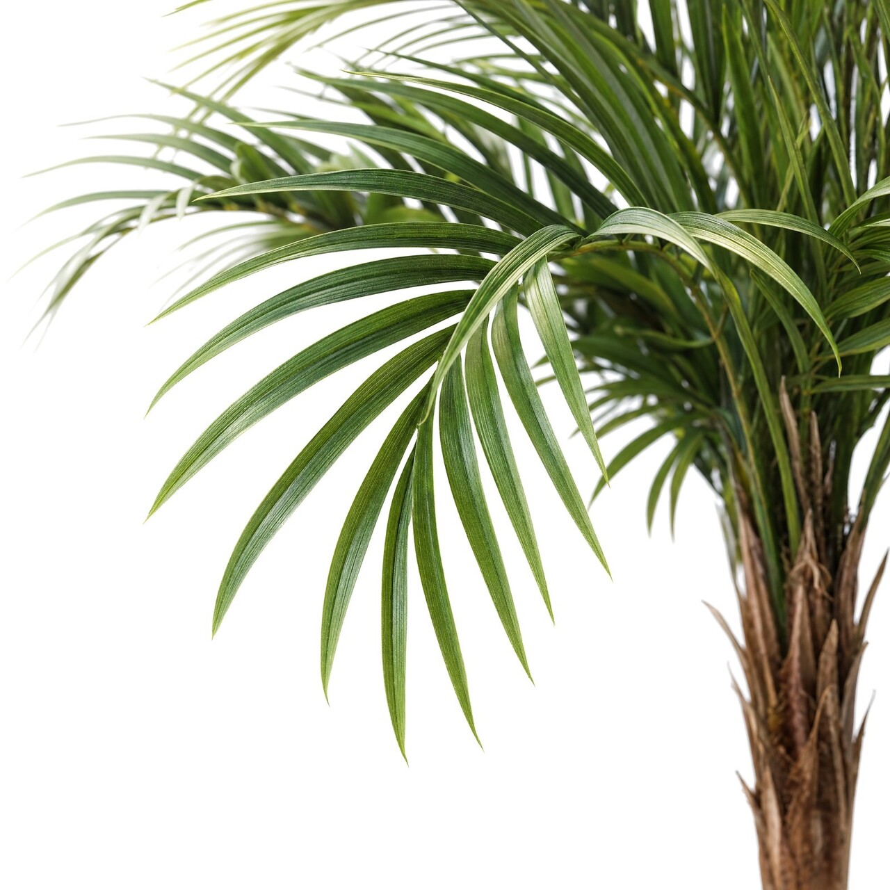 Majesty kunstpalm 500 cm