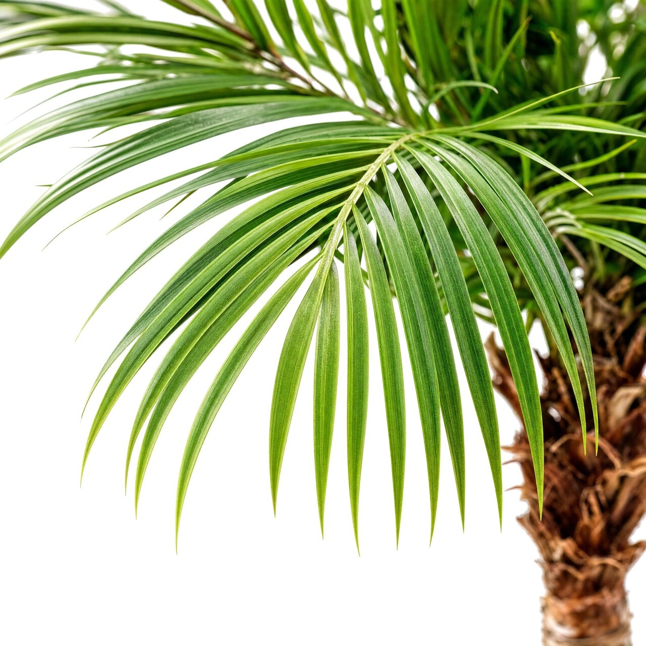 Majesty kunstpalm 350 cm