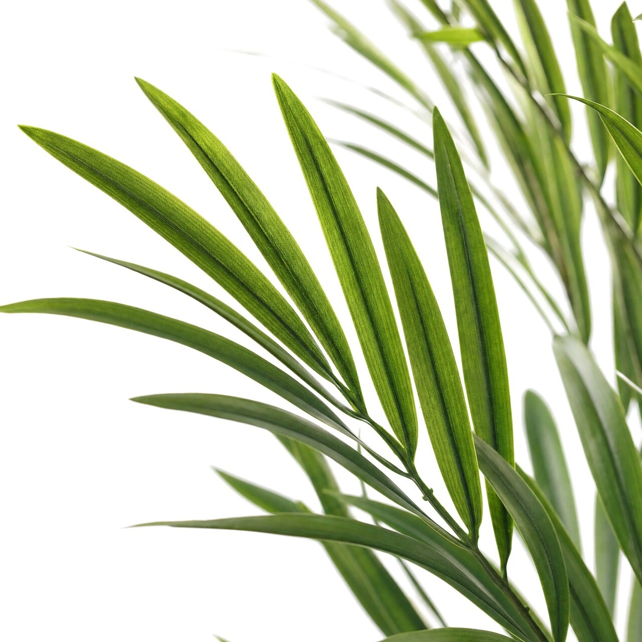 Kentia kunstpalm deluxe 190 cm