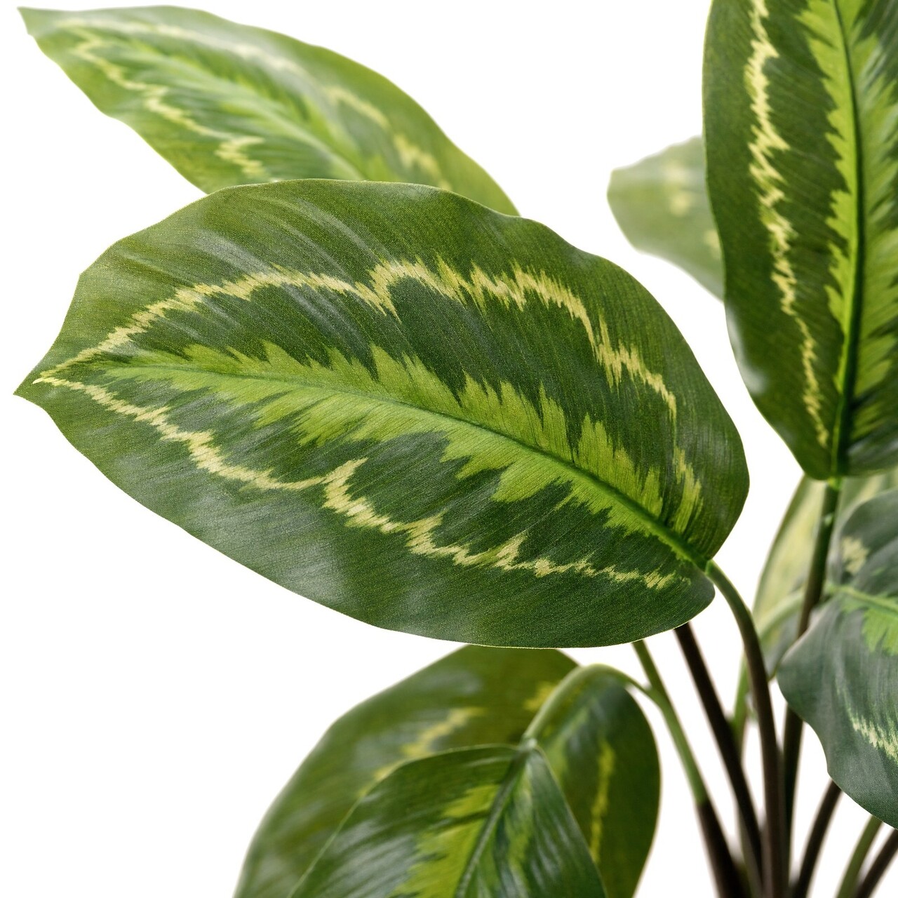 Calathea Roseopicta kunstplant 50 cm