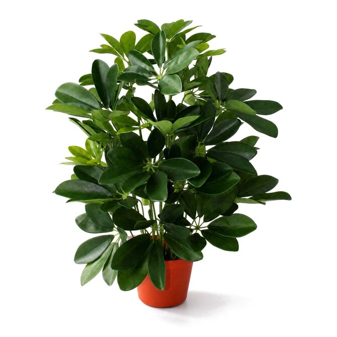 Coolplant Schefflera kunstplant 50 cm