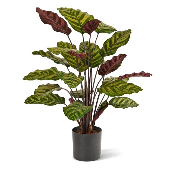 Coolplant Calathea Makoyana kunstplant rood 60 cm