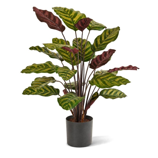 Coolplant Calathea Makoyana kunstplant rood 60 cm