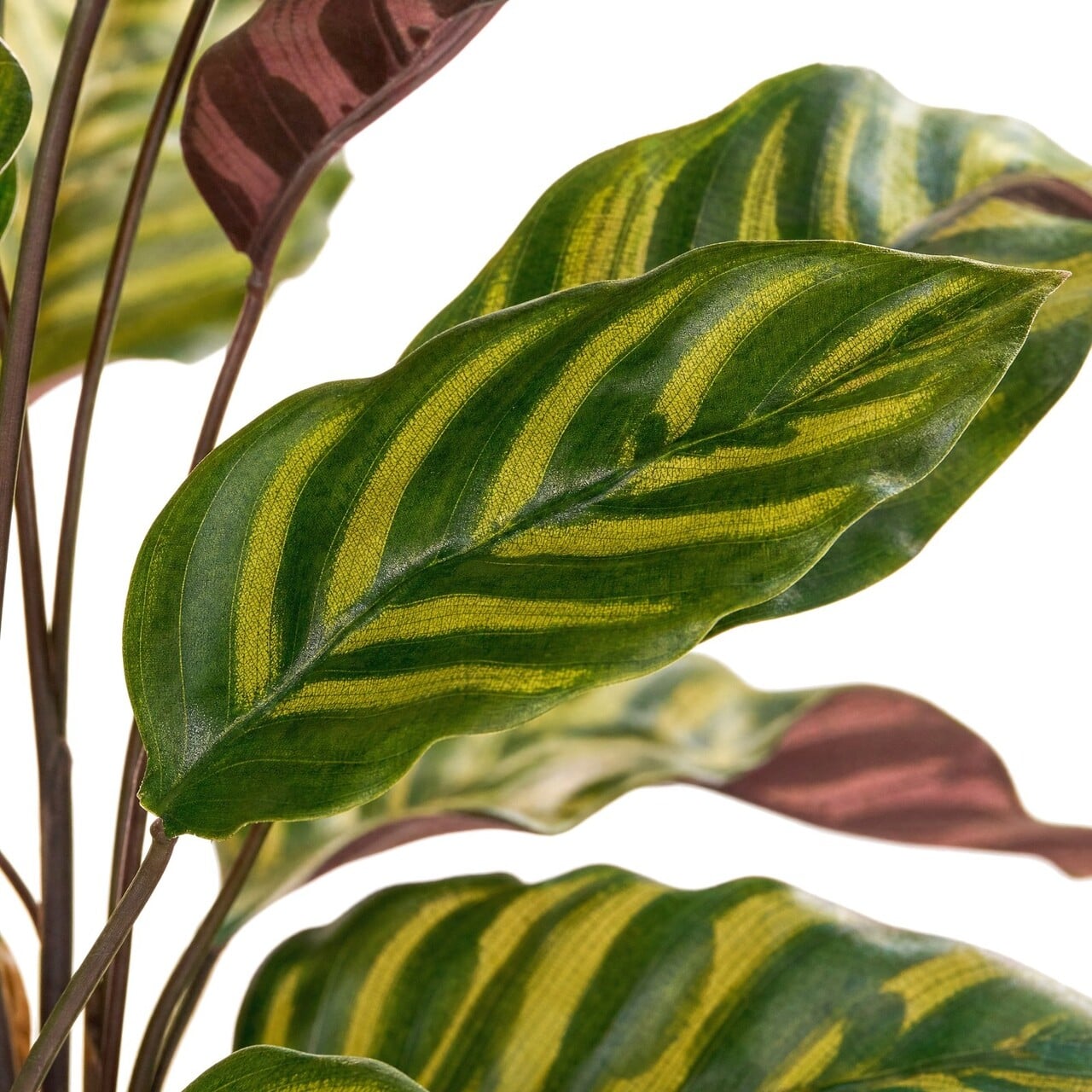 Calathea Makoyana kunstplant rood 60 cm