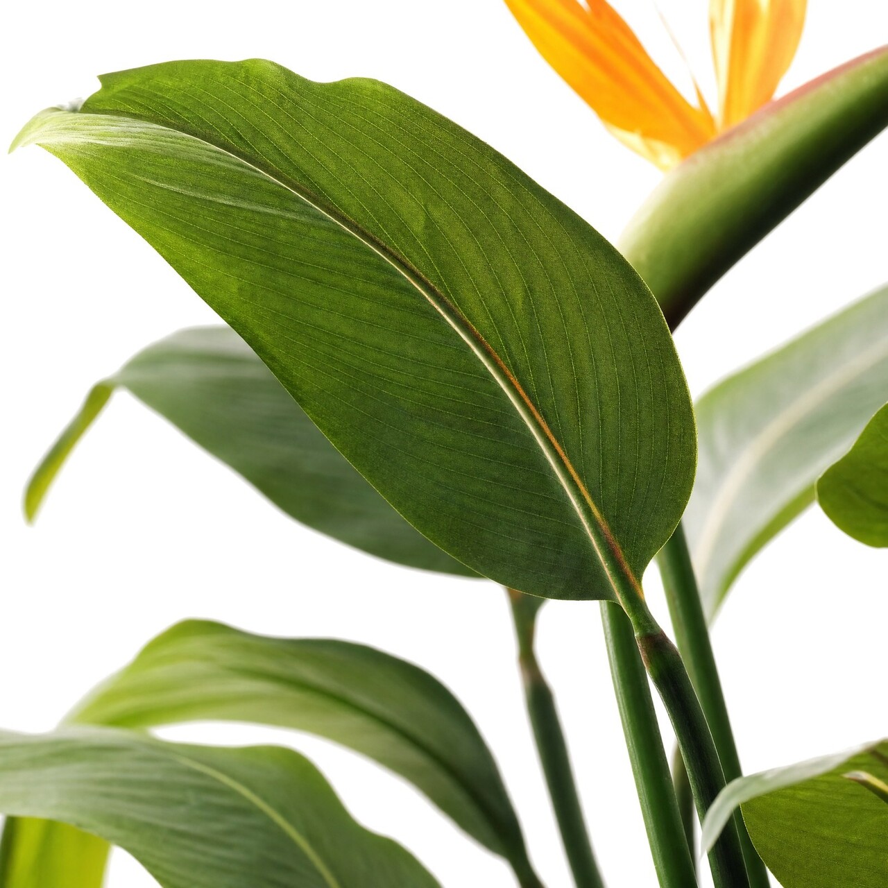 Strelitzia kunstplant deluxe 145 cm