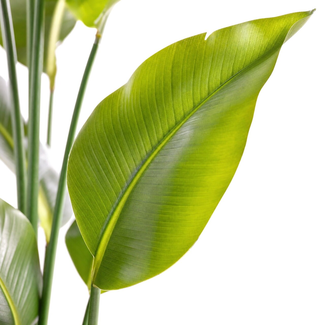 Strelitzia Kunstpflanze 225 cm