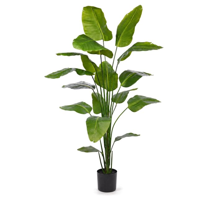 Coolplant Strelitzia kunstplant 210 cm