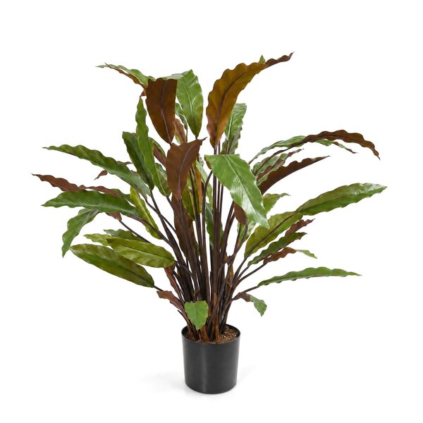 Coolplant Calathea Rufibarba kunstplant rood 60 cm