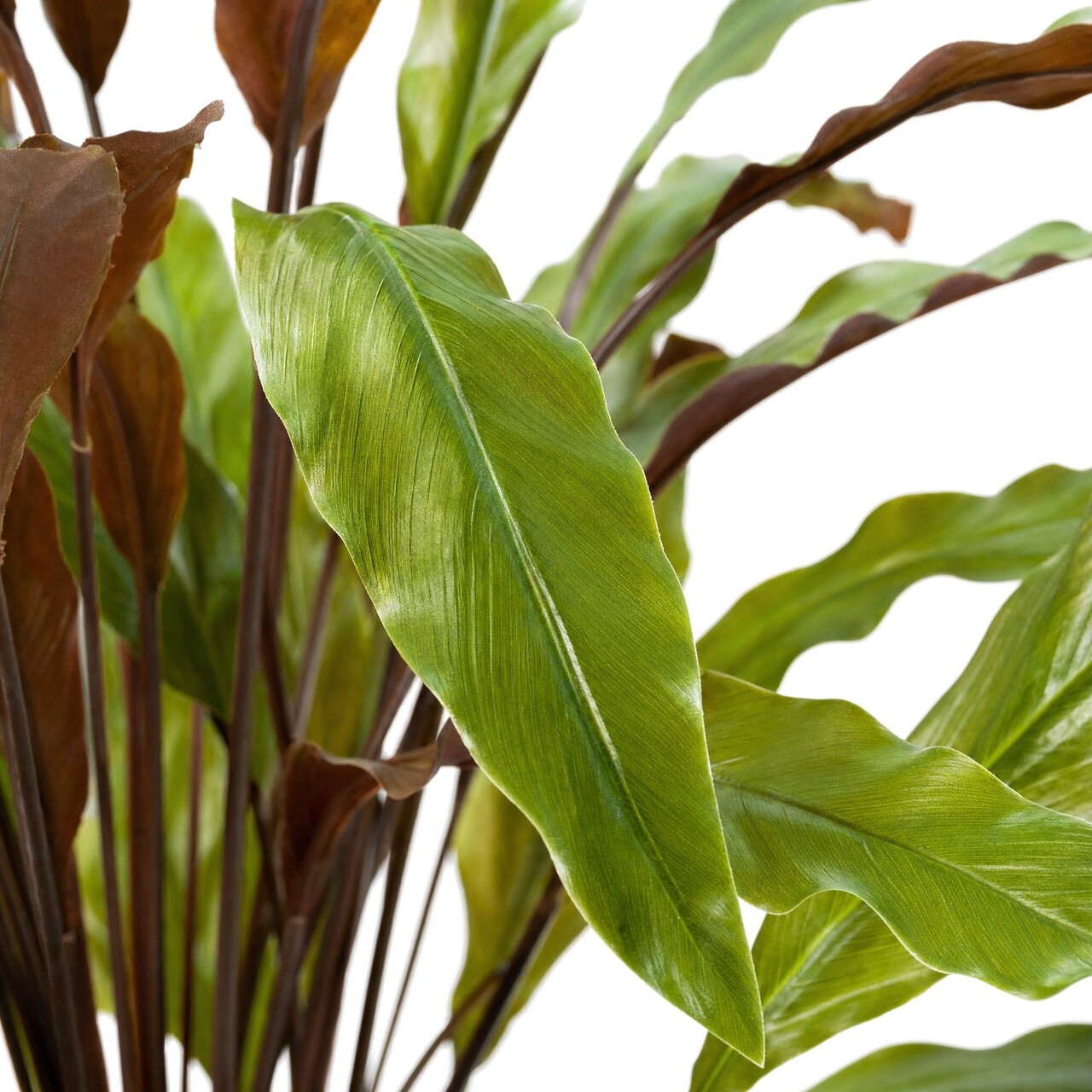 Calathea Rufibarba kunstplant rood 60 cm