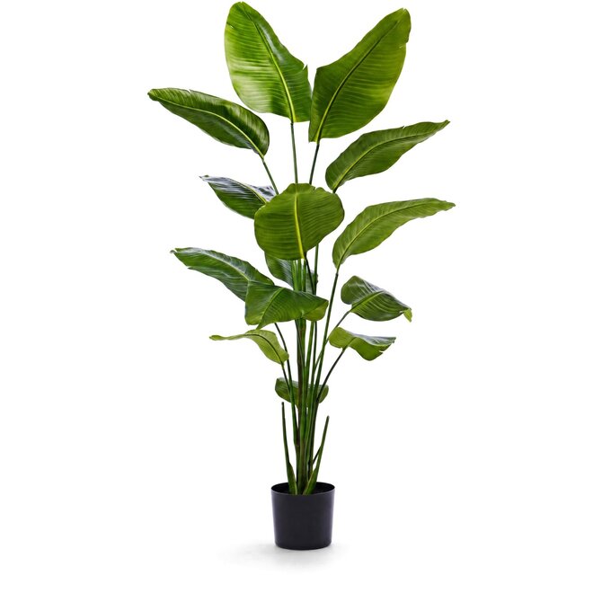 Coolplant Strelitzia Kunstpflanze 175 cm