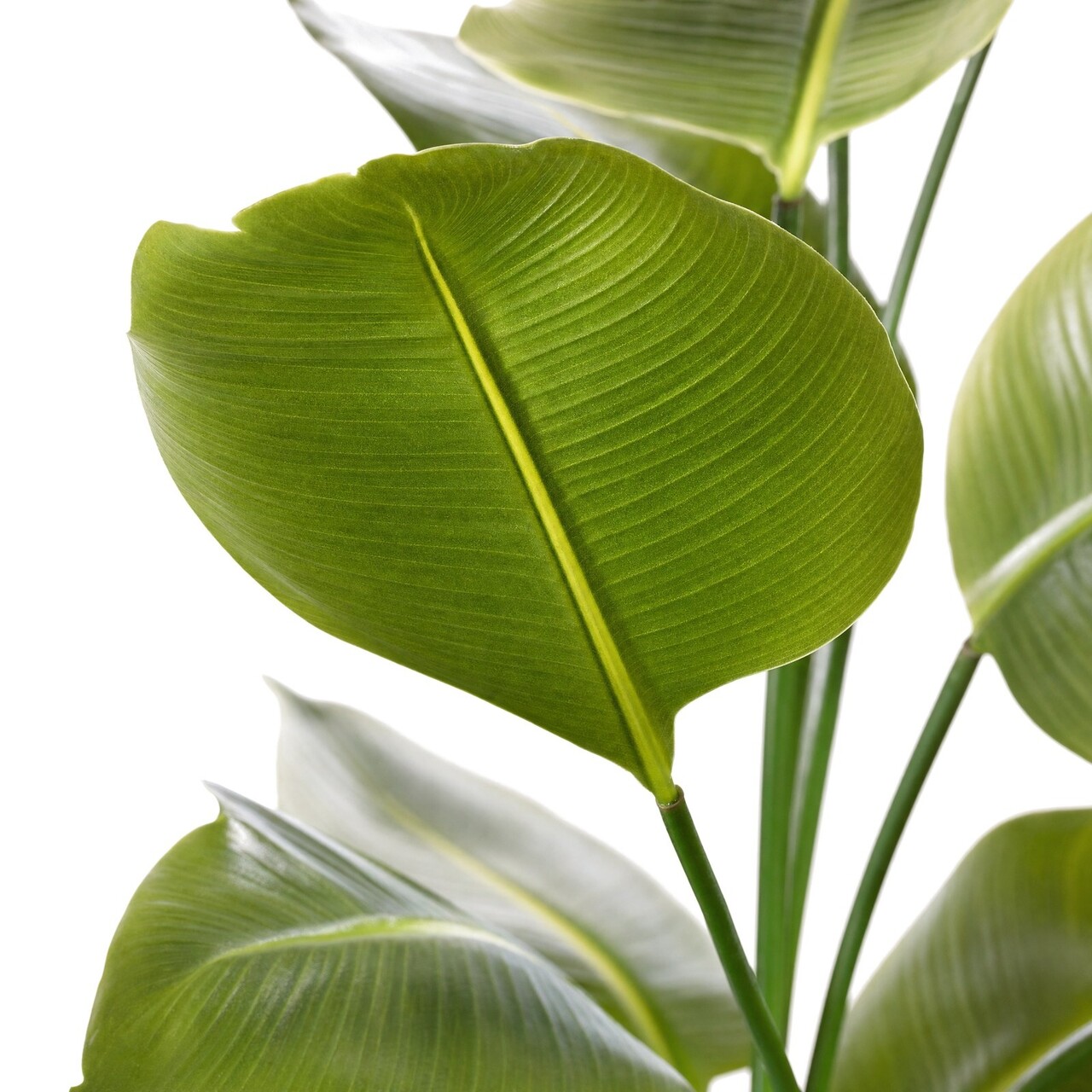 Strelitzia Kunstpflanze 175 cm