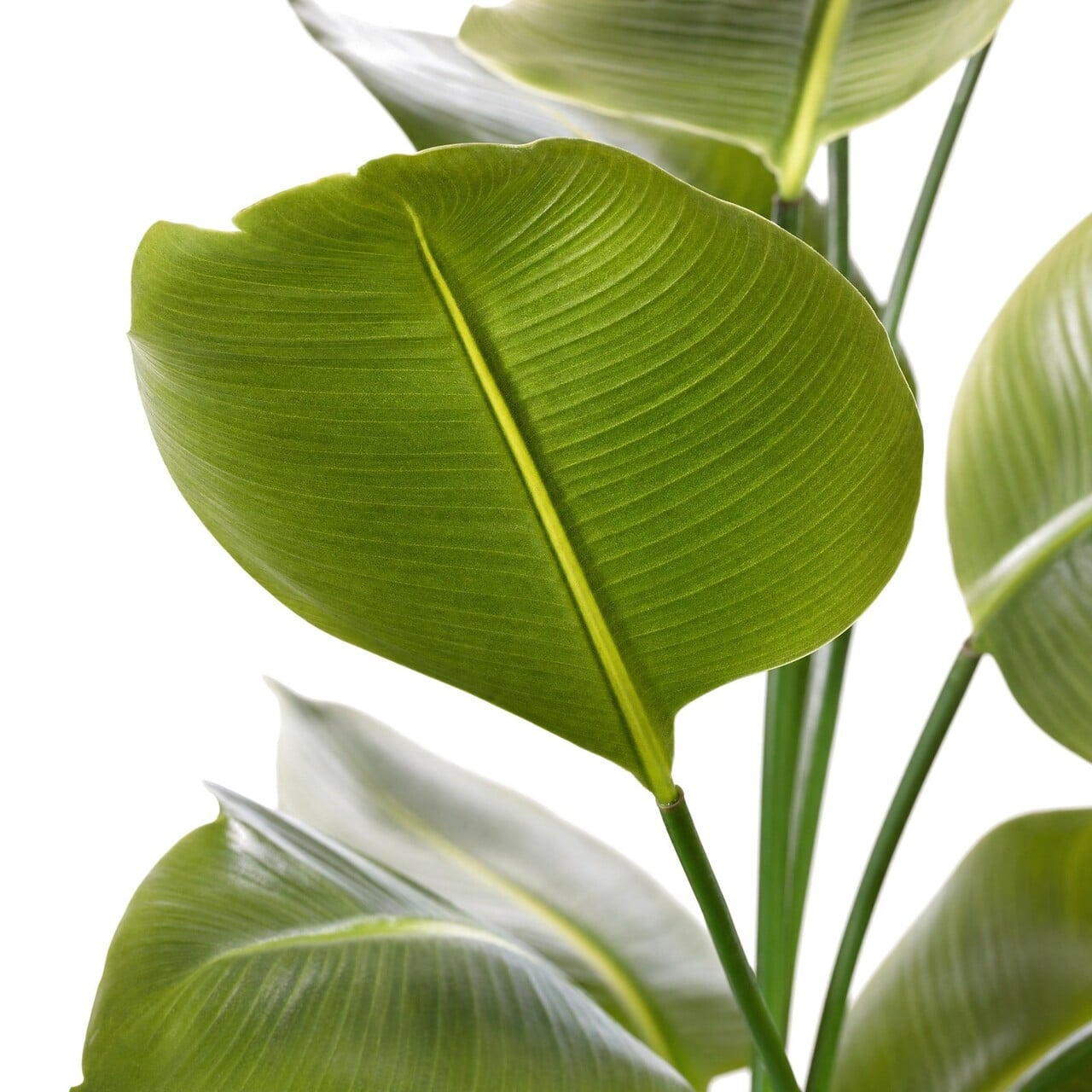 Strelitzia kunstplant 175 cm