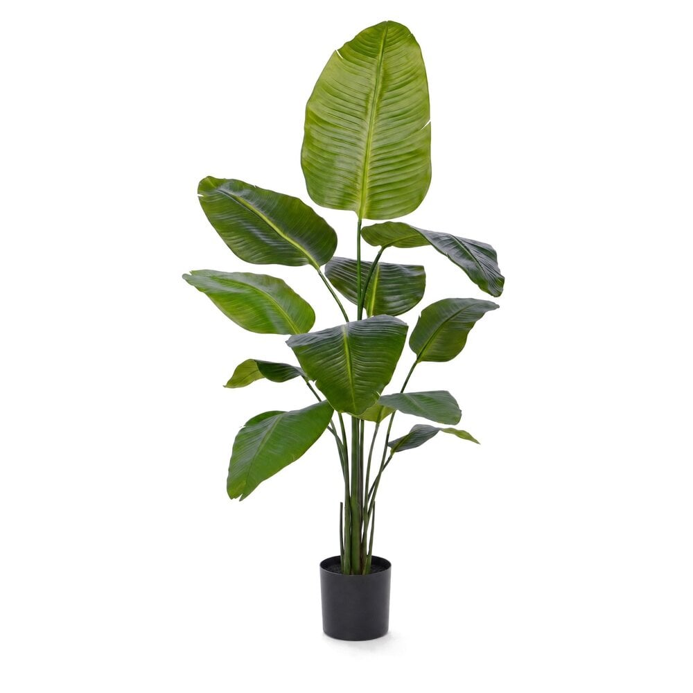 Coolplant Strelitzia kunstplant 155 cm