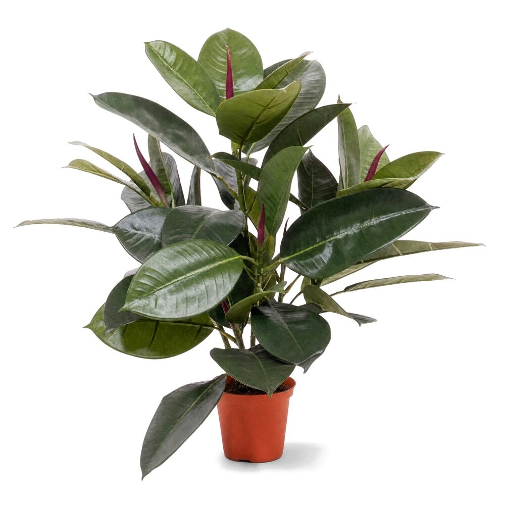 Coolplant Philodendron Window kunstplant 50 cm