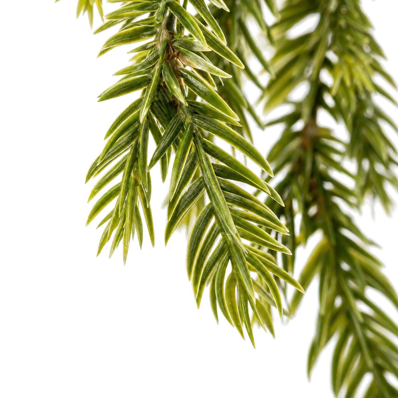 Asparagus Foxtail kunsthangplant 60 cm