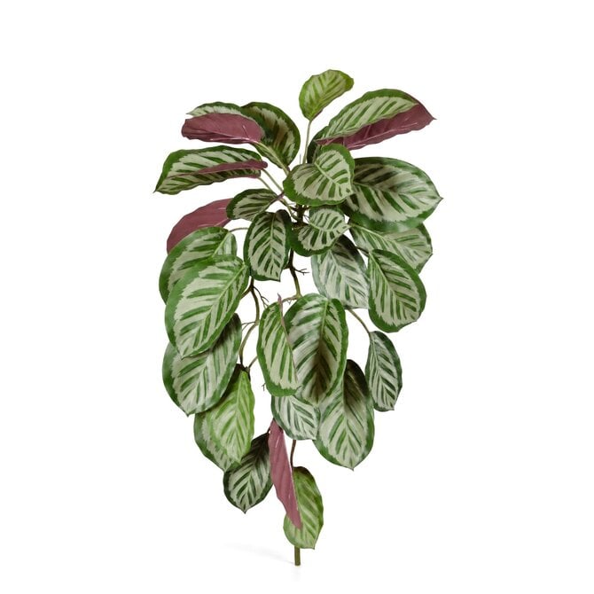 Coolplant Calathea Roseopicta kunsthangplant rood 70 cm