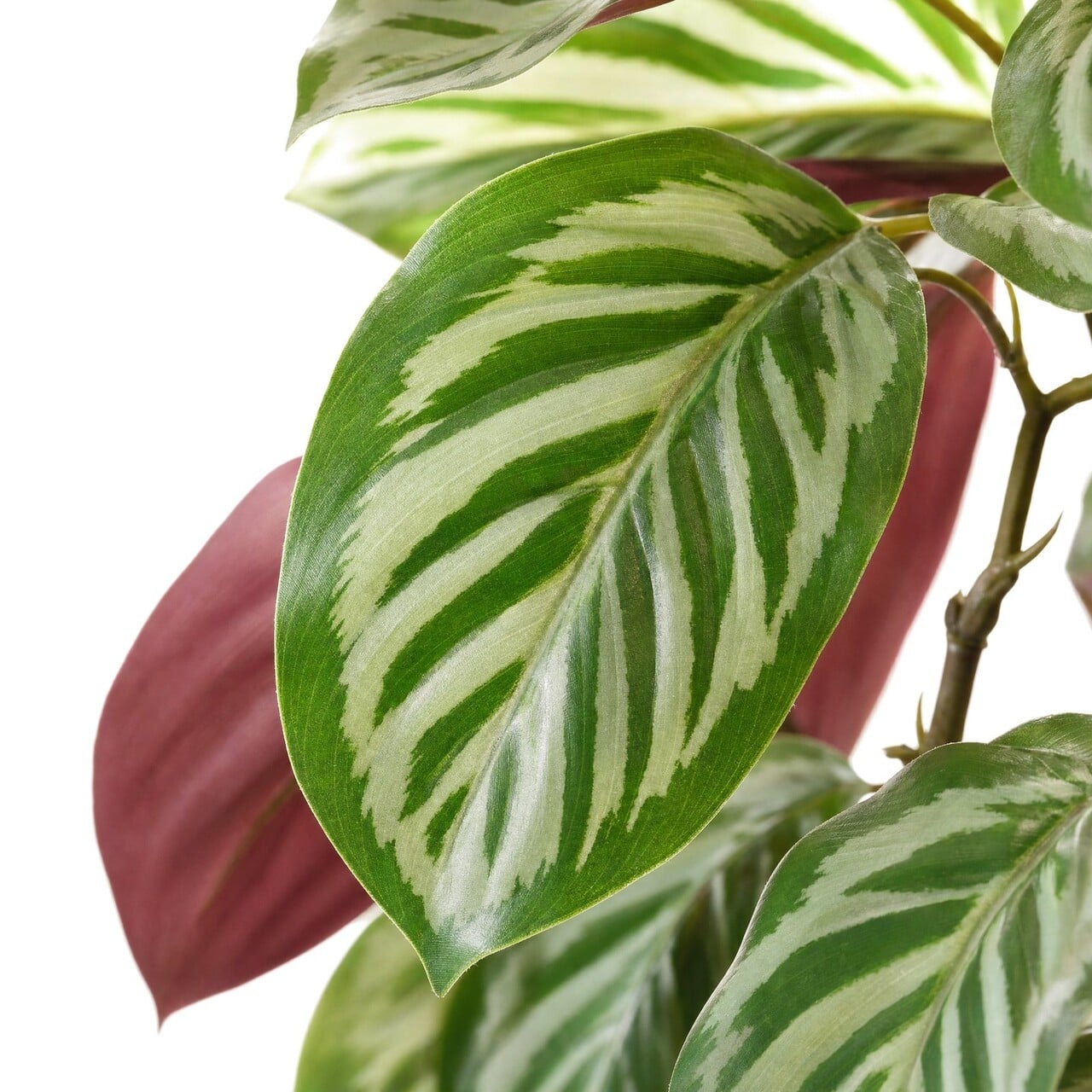 Calathea Roseopicta kunsthangplant rood 70 cm