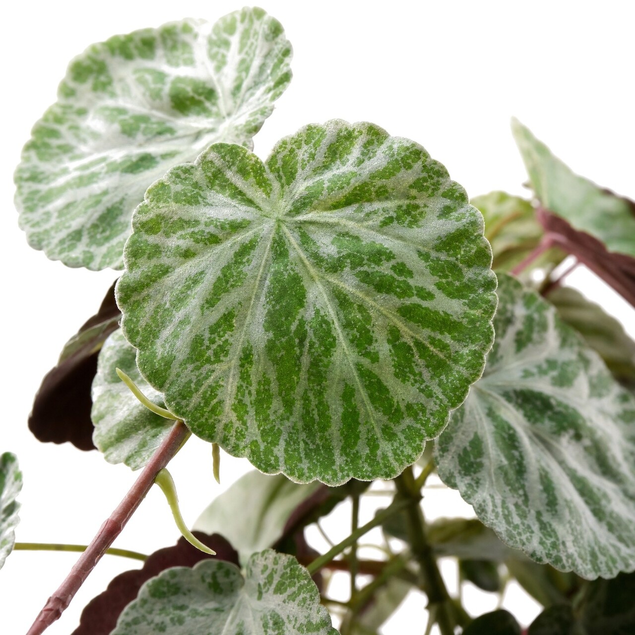 Saxifraga kunsthangplant groen-rood 45 cm