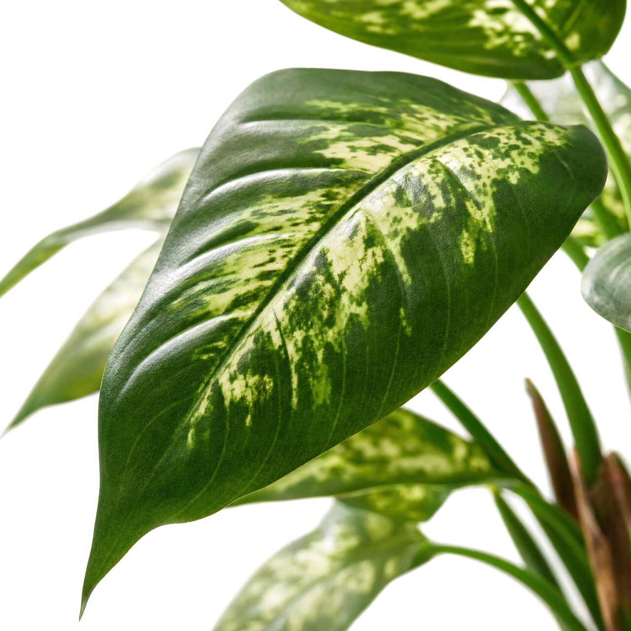 Dieffenbachia kunstplant deluxe 60 cm