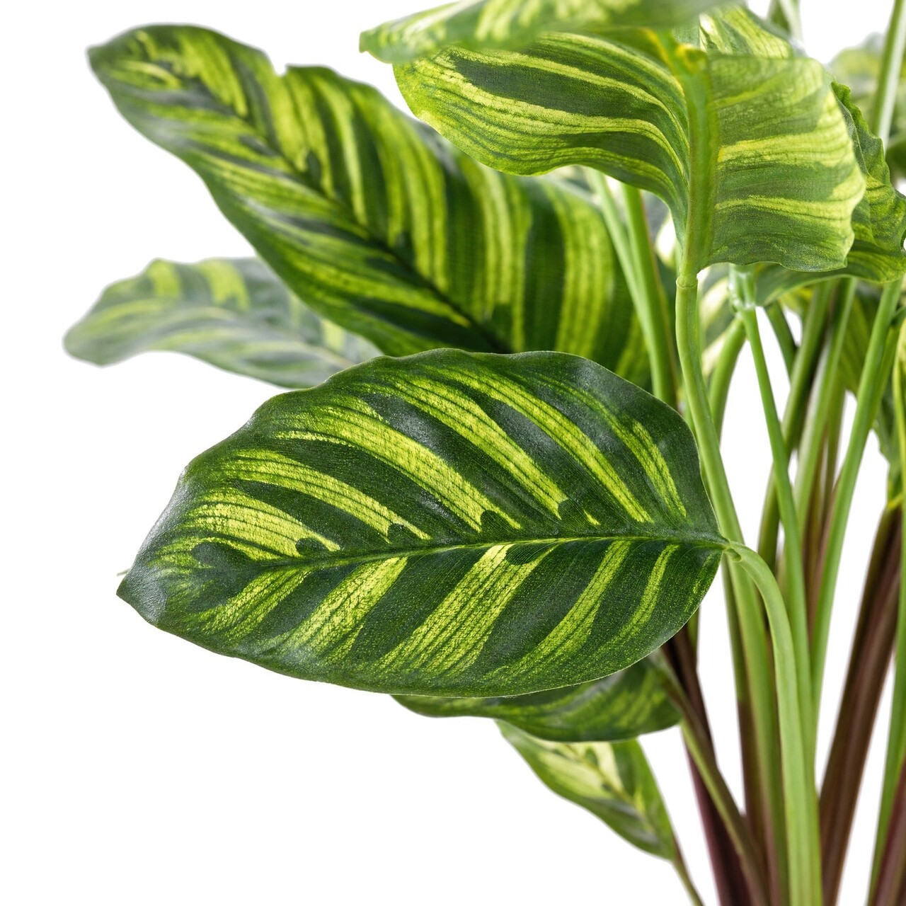 Calathea Makoyana kunstplant 60 cm