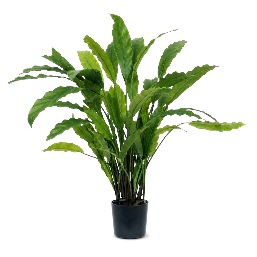 Coolplant Calathea Rufibarba kunstplant 60 cm