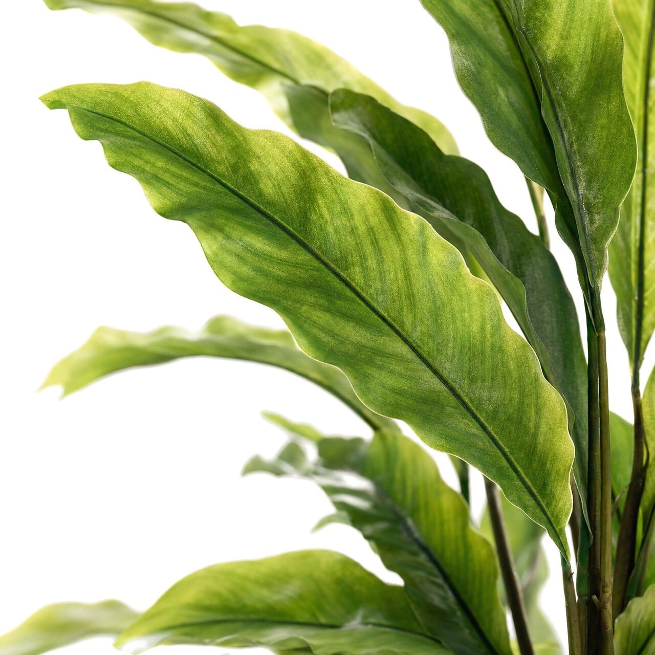 Calathea Rufibarba kunstplant 60 cm