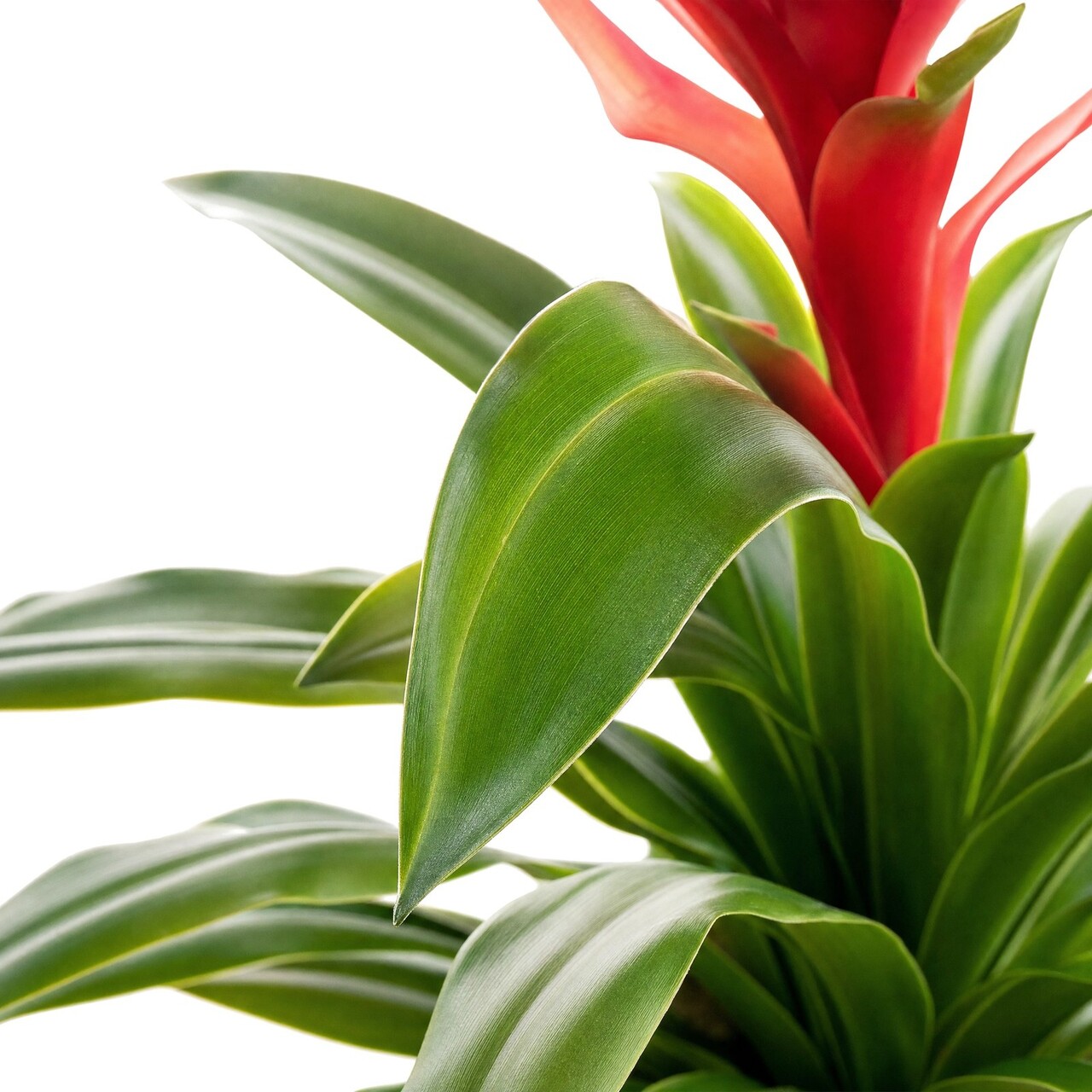 Guzmania kunstplant 73 cm