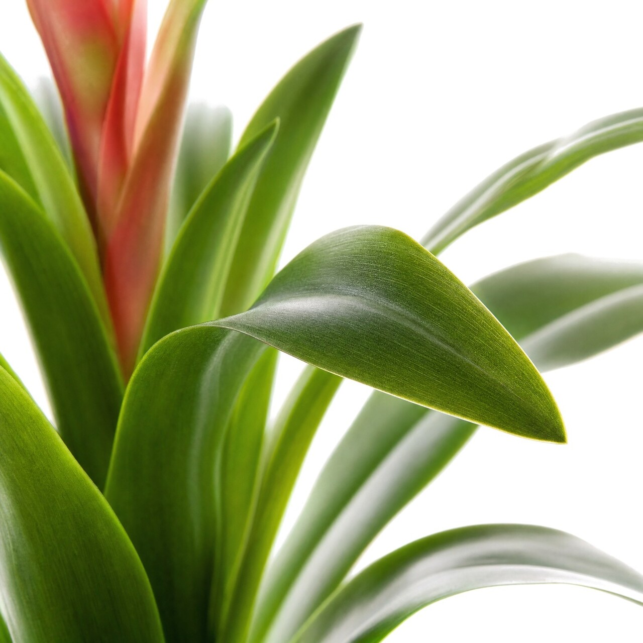Guzmania kunstplant 60 cm