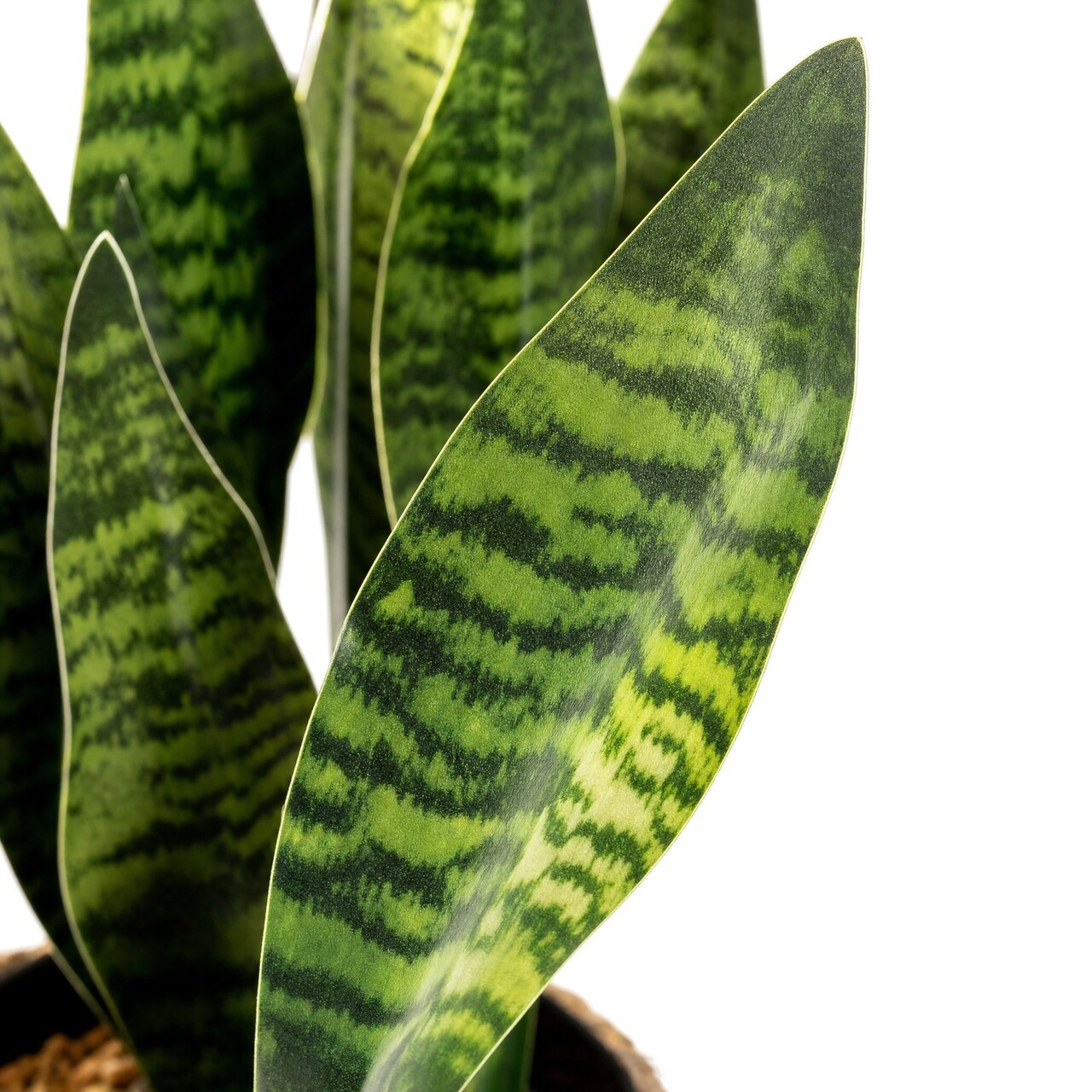 Sanseveria Kunstpflanze 45 cm