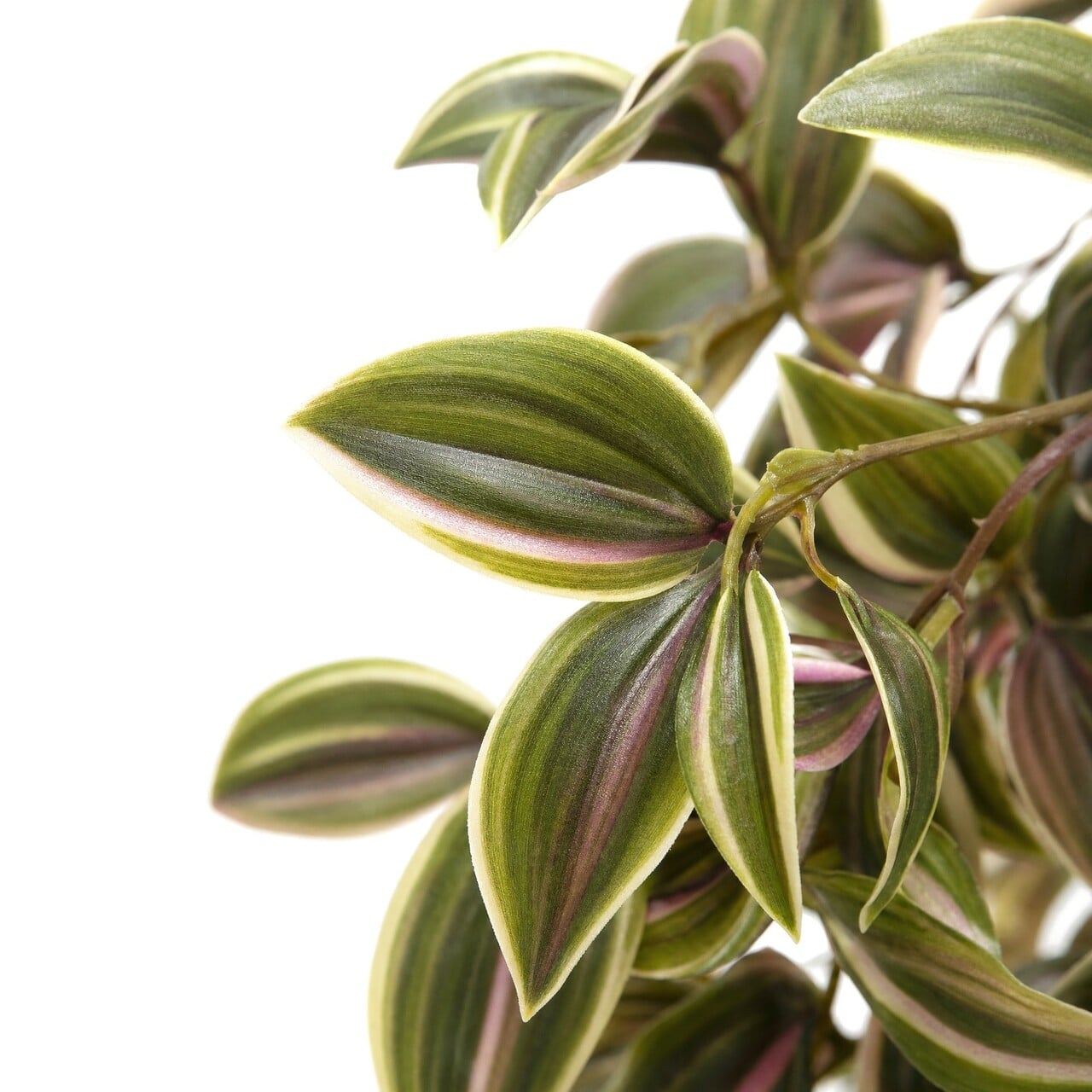 Tradescantia kunsthangplant bont 100 cm