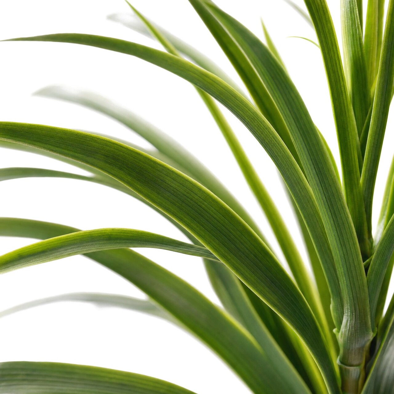 Dracaena Marginata Kunststrauß 50 cm