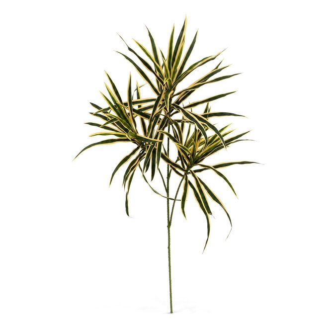 Coolplant Dracaena kunsttak bont 80 cm
