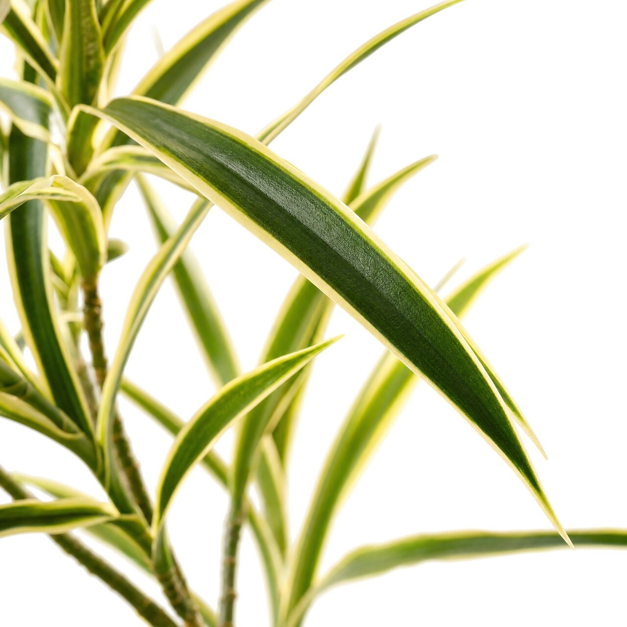 Dracaena kunsttak bont 80 cm