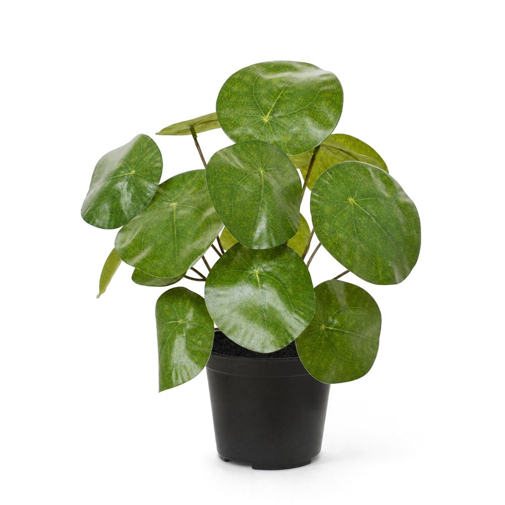 Coolplant Pannenkoekenplant kunstplant 20 cm