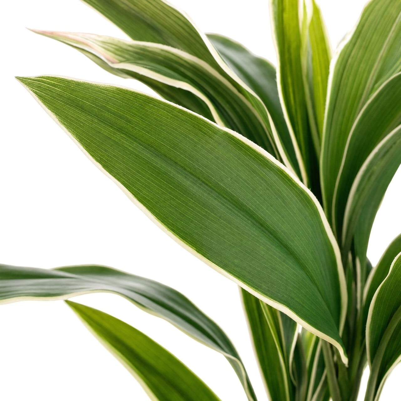 Dracaena Kunststrauß bunt 60 cm