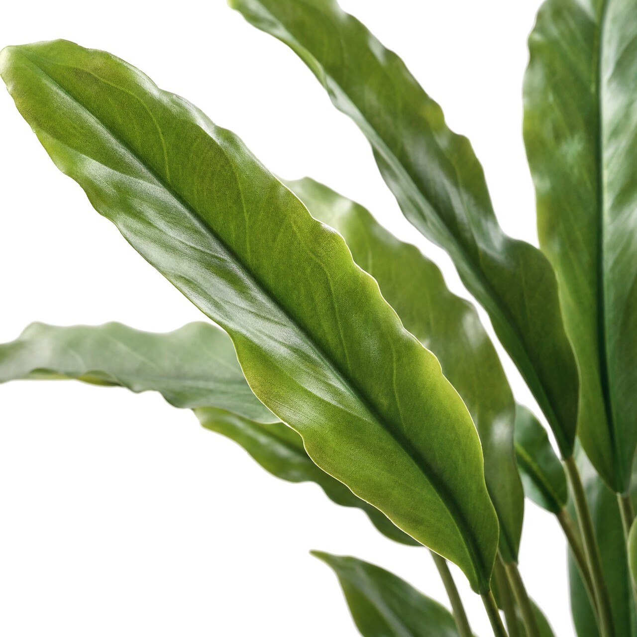 Calathea Rufibarba kunstplant 85 cm