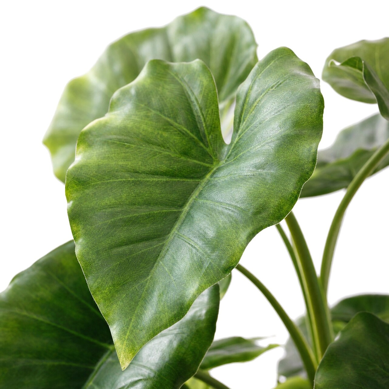 Alocasia Calidora kunstplant 80 cm