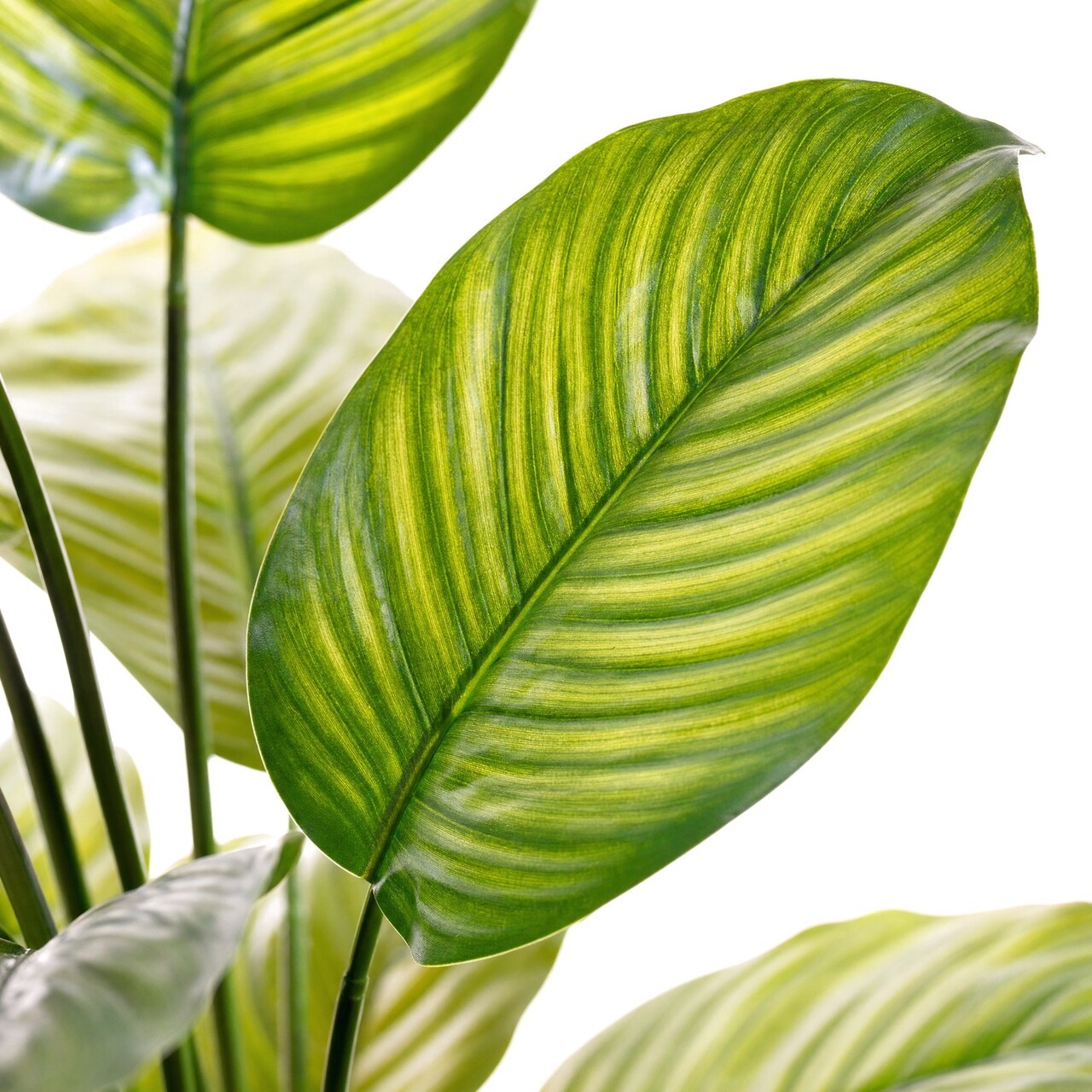 Calathea Fasciata kunstplant 70 cm
