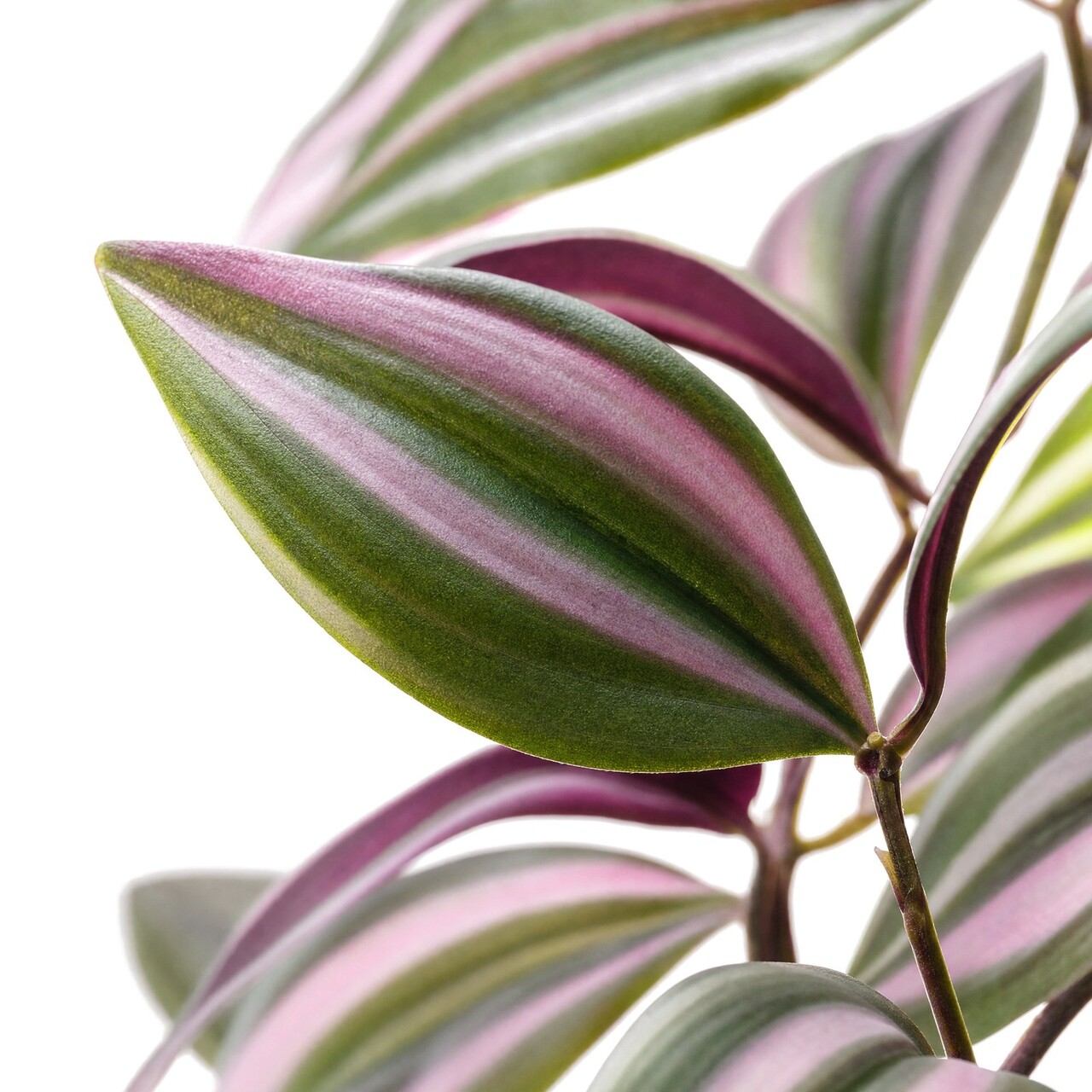 Tradescantia kunsthangplant paars 100 cm